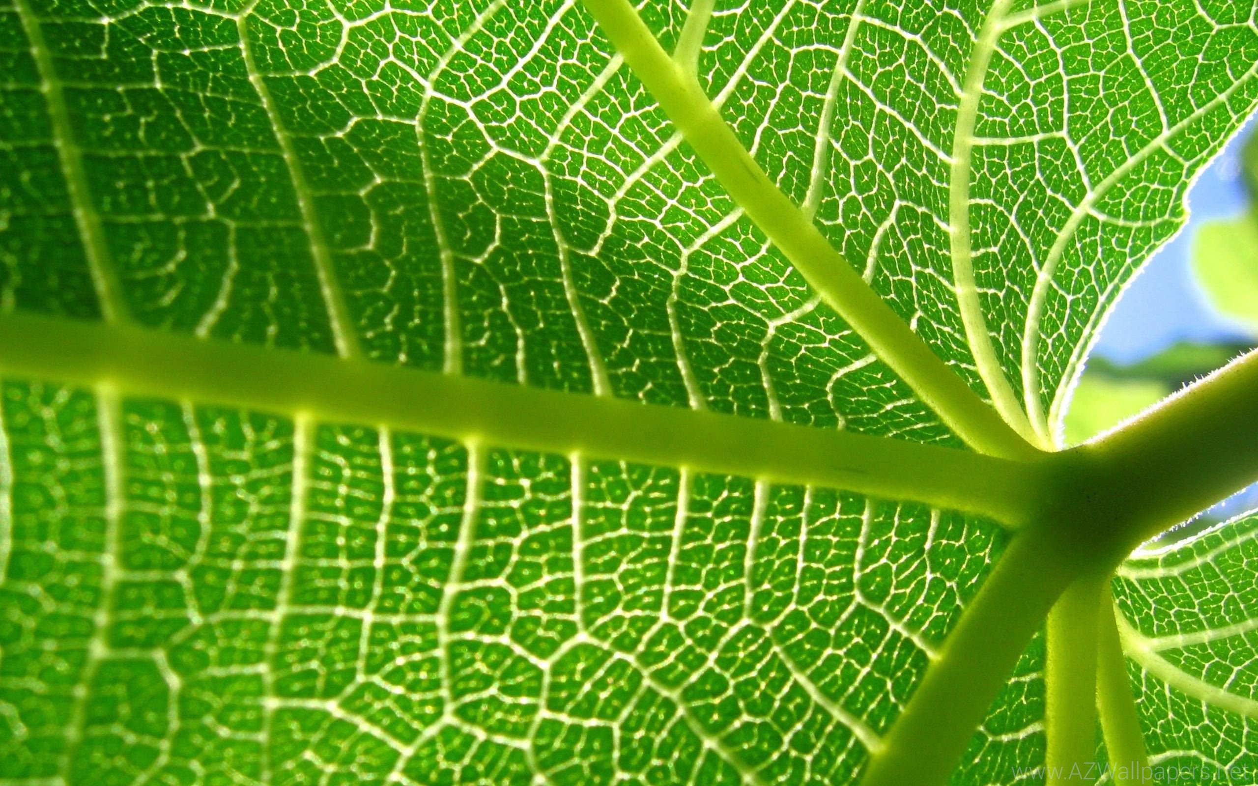 Bio 121 - Plant Physiology